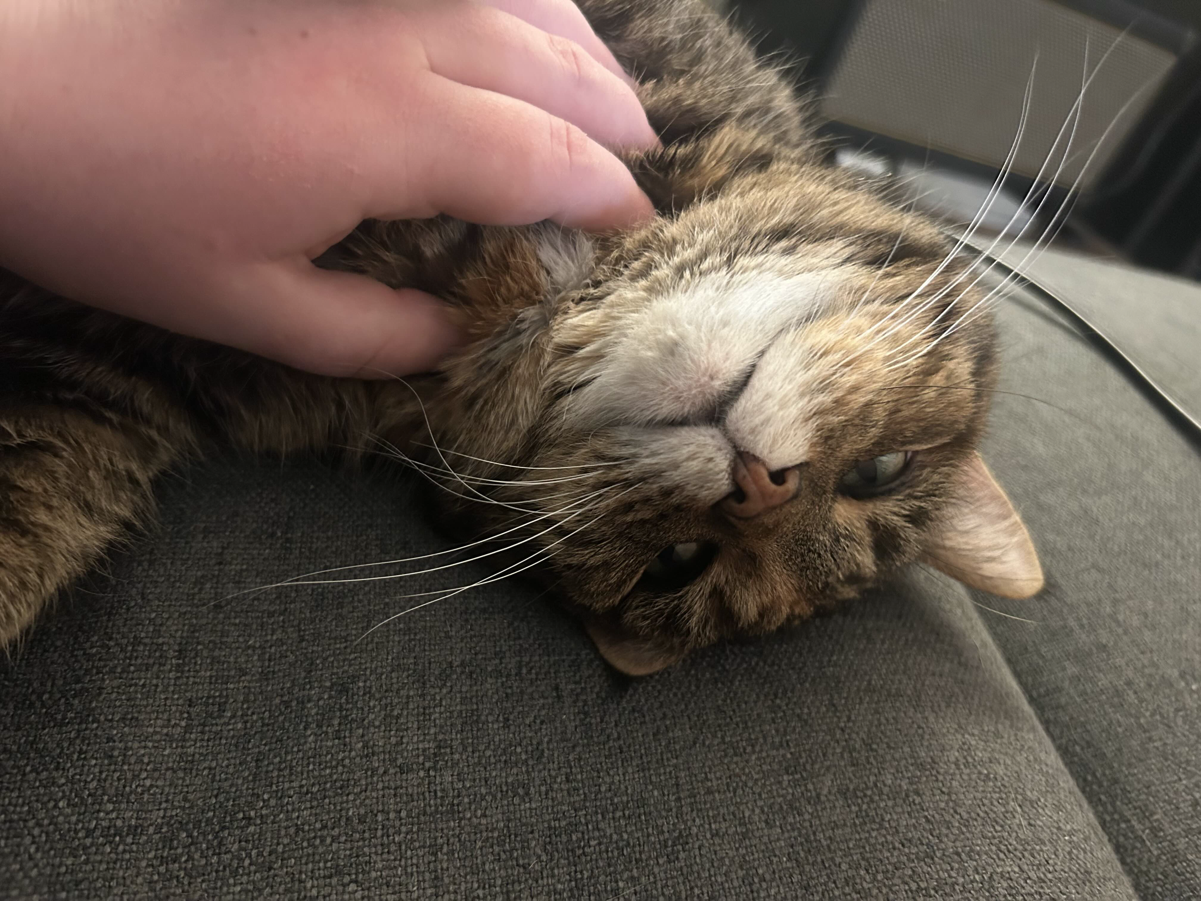 Image of Cupcake laying upside down and a hand scratching her face and neck. She looks pleased and sleepy.